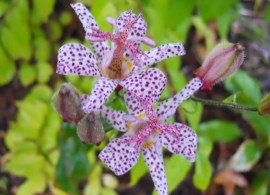 toadlily-purple-beauty (1)